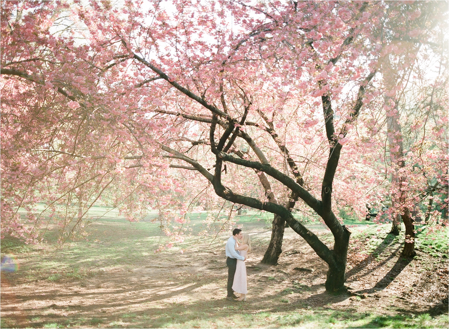 Spring Cherry Blossom Engagement Pictures in Central Park NYC